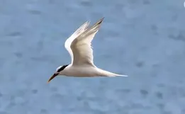 Agricultura confirma mais 5 focos de gripe aviária em aves silvestres