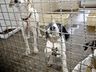 Adoção de animais domésticos é opção em meio ao isolamento social