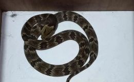 Cobra é flagrada em creche de SC e mobiliza bombeiros em captura