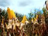 Epagri prevê perda de R$ 75 milhões na agricultura devido a seca