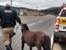 Polícia orienta sobre deveres de proprietários e motoristas em relação a animais na pista