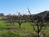 Poucos dias de frio prejudicam a produção de frutas