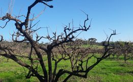 Poucos dias de frio prejudicam a produção de frutas