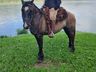 Cavalgada da Chama Crioula reúne mais de 50 cavalarianos