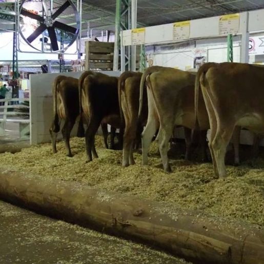 Exposição de gado será destaque na 14ª Efacitus em Tunápolis