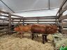 Parque de exposições começa receber animais para 11ª Efrait