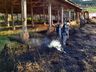 Incêndio danifica aviário em propriedade de Guarujá do Sul