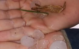VÍDEO: Granizo do tamanho de ‘bolas de ping-pong’ cobre ruas de cidade de SC