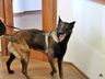 Polícia Civil de São Miguel do Oeste adquire novo cão para o NOC