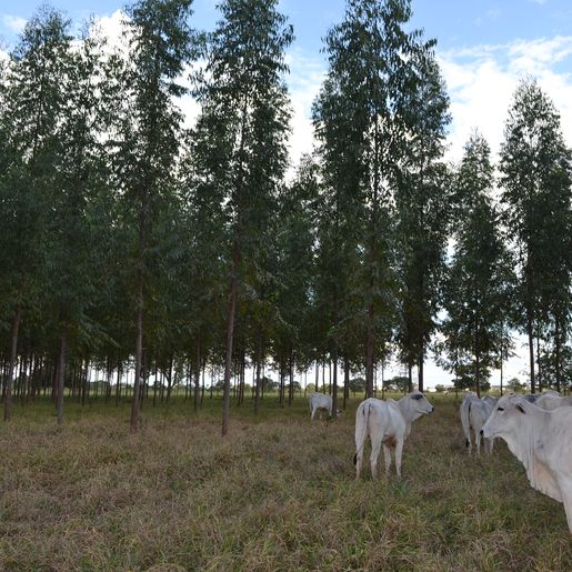 Veterinário orienta sobre os cuidados com alimentação bovina no inverno