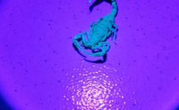 Descanso registra dois acidentes com escorpiões em menos 15 dias