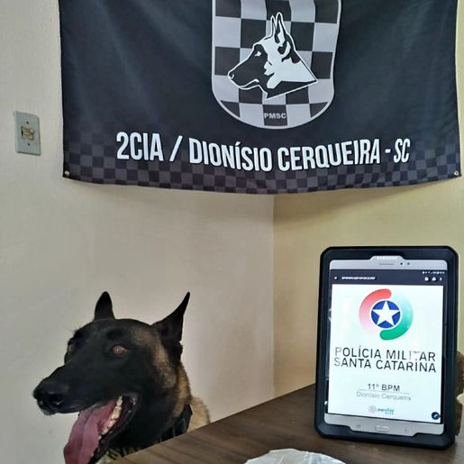 Passageira é presa após cão farejador encontrar maconha em ônibus