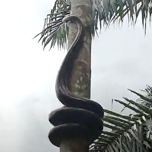 VÍDEO: Cobra ‘gigante’ escala árvore e assusta moradores