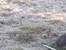 FOTOS: Internautas registram geada em São Miguel do Oeste