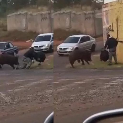 VÍDEO: porco morde motoboy violentamente durante entrega