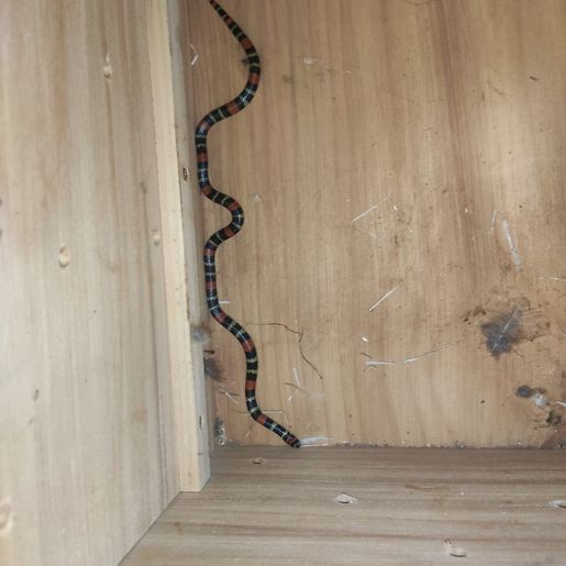 Cobra coral é encontrada dentro de residência na cidade 