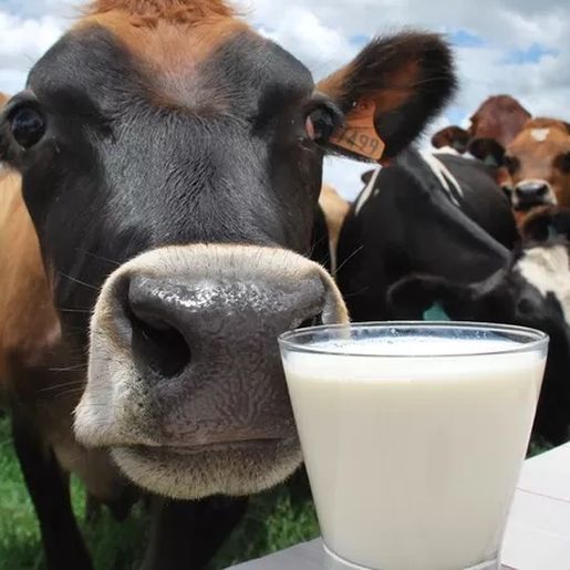 Produtores e indústrias de SC alertam para colapso no setor leiteiro