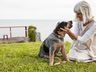  Veja como calcular a verdadeira idade do seu cachorro