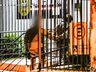 Jovem é preso por furto em São Miguel do Oeste