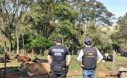 Cidasc e Polícia Civil apreendem bovinos e fecham abatedouro clandestino