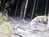 Incêndio florestal mobiliza bombeiros 