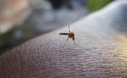 Itapiranga adota medidas para evitar nova epidemia de dengue 