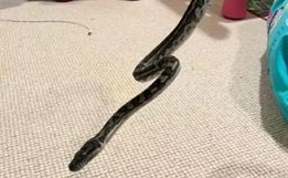 Criança acorda com mordida de cobra que estava enrolada no corpo e leva susto