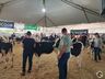Avaliação de bezerras e novilhas é realizada na 11ª Efrait de Itapiranga