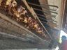 Igreja Matriz comercializa mais de 850KG de churrasco na Festa do Padroeiro