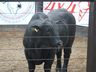 Leilão no Extremo Oeste vende 40 touros e destaca avanço da genética bovina