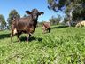 Veterinário destaca ajustes em exigências de certificação de propriedades agrícolas