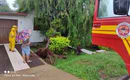Árvore cai sobre residência em São Miguel do Oeste