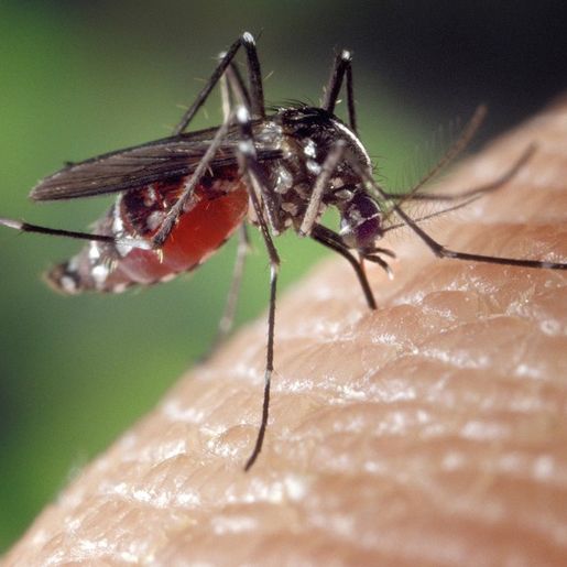 Santa Catarina tem primeira morte por dengue de 2022, segundo Dive