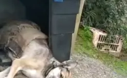 Homem é preso após tentar enterrar cachorra de ‘estimação’ viva em SC