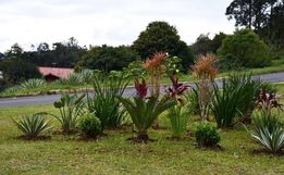 Mais de 3 mil mudas de flores estão sendo plantadas nos espaços públicos em Guaraciaba 