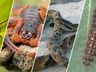 São Miguel soma 140 casos de acidentes com animais peçonhentos em 2024