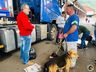 Itapiranga realiza mutirão de castração de cães e gatos