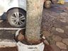 Setor de Meio Ambiente inicia desenvolvimento do projeto de arborização