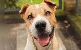 Cachorro de Moisés morre no Revéillon após fogos de artifício