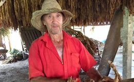 Produtores de tabaco iniciam período de classificação 