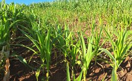 Epagri inicia levantamento das perdas causadas pela estiagem no Extremo Oeste