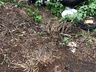 Homem morre em queda de moto na SC-135