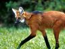 Banco Central anuncia que lançará cédula de R$ 200 com lobo-guará