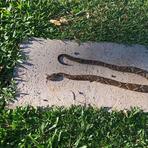Jararaca invade residência no interior de São Miguel do Oeste 