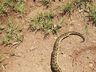 Homem morre após ser picado por cobra Jararaca em Coronel Bicaco