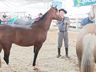 Cavalos crioulos de Itapiranga são avaliados na 11ª Efrait