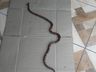 Moradores levam susto ao se deparar com cobra coral no interior de Riqueza