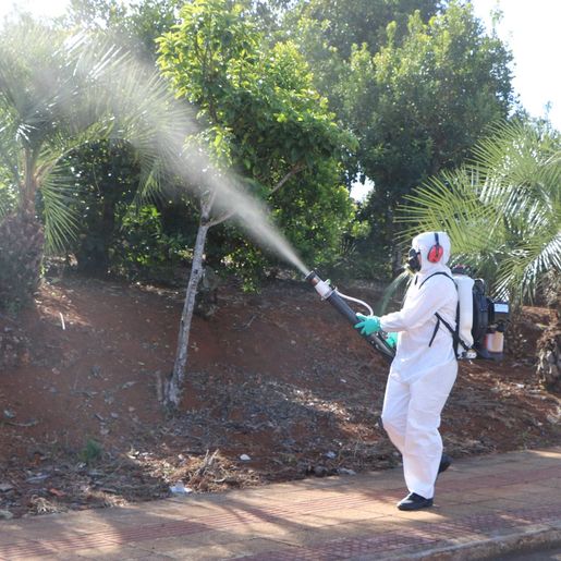 Palma Sola registra o primeiro caso positivo de dengue em 2021