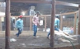 VÍDEO: acidente em leilão leva touro a morte na pista