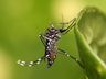 Itapiranga tem o primeiro caso de Dengue contraído dentro do município